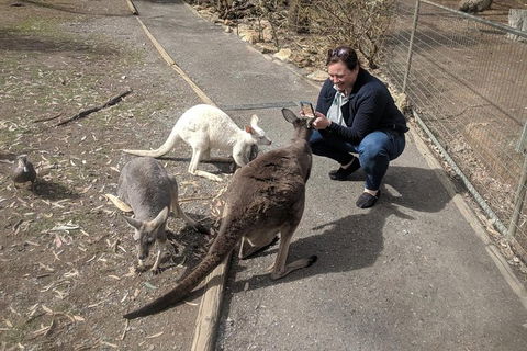 A Taste Of Adelaide And Hahndorf By Car Private Tour. - Attractions Brisbane 8