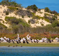 Murray Mouth Cruise - Attractions Brisbane