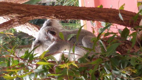 Croc Express To Australia Zoo From Brisbane - Attractions Brisbane 3