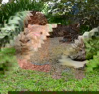 Croc Express to Australia Zoo from Brisbane - Attractions Brisbane