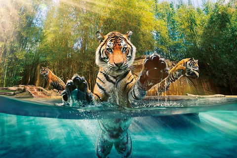 Croc Express To Australia Zoo From Brisbane - Attractions Brisbane 11