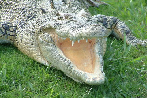 Croc Express To Australia Zoo From Brisbane - Attractions Brisbane 10