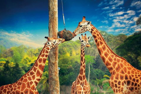 Croc Express To Australia Zoo From Brisbane - Attractions Brisbane 8