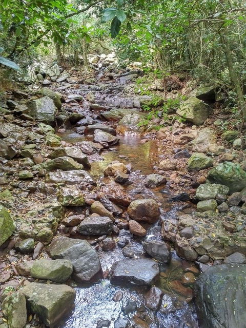 Springbrook AndTamborine Rainforest Tour Incl Natural Bridge And Glow Worm Cave - Attractions Brisbane 4