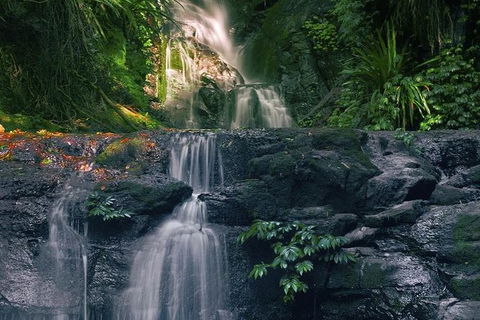 Springbrook AndTamborine Rainforest Tour Incl Natural Bridge And Glow Worm Cave - Attractions Brisbane 1