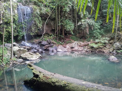 Springbrook AndTamborine Rainforest Tour Incl Natural Bridge And Glow Worm Cave - Attractions Brisbane 3