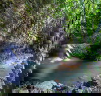 Springbrook andTamborine Rainforest Tour Incl Natural Bridge and Glow Worm Cave - Attractions Brisbane