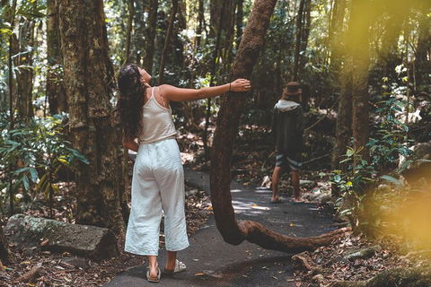 Springbrook AndTamborine Rainforest Tour Incl Natural Bridge And Glow Worm Cave - Attractions Brisbane 12