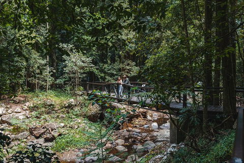 Springbrook AndTamborine Rainforest Tour Incl Natural Bridge And Glow Worm Cave - Attractions Brisbane 19