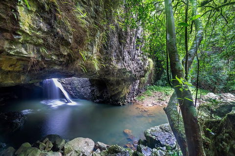 Springbrook AndTamborine Rainforest Tour Incl Natural Bridge And Glow Worm Cave - Attractions Brisbane 8