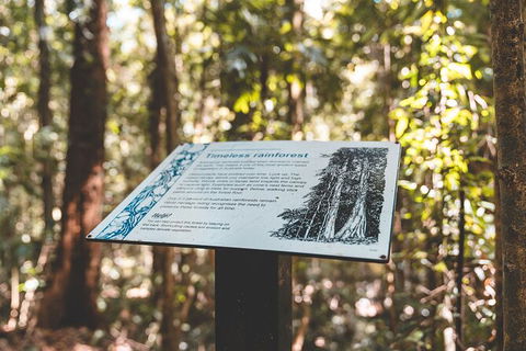 Springbrook AndTamborine Rainforest Tour Incl Natural Bridge And Glow Worm Cave - Attractions Brisbane 14