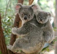 Lone Pine Koala Sanctuary Day Pass - Attractions Brisbane