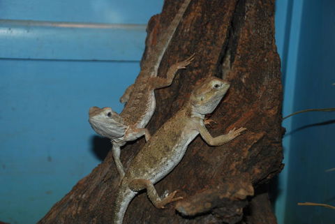Crab Trip From Gold Coast - Attractions Brisbane 14