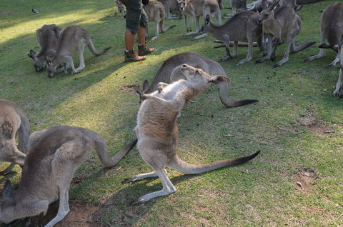 Crab Trip From Gold Coast - Attractions Brisbane 12