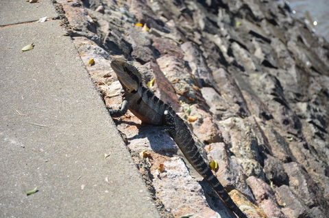 Crab Trip From Gold Coast - Attractions Brisbane 18