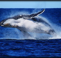 Whale Watching Cruise from Redcliffe Brisbane or the Sunshine Coast - Attractions Brisbane