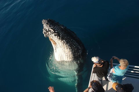 Hervey Bay Whale Watching Experience - Attractions Brisbane 0