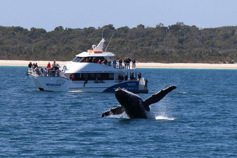 Hervey Bay Whale Watching Experience - Attractions Brisbane 1
