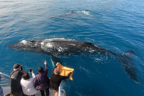 Hervey Bay Whale Watching Experience - Attractions Brisbane 6
