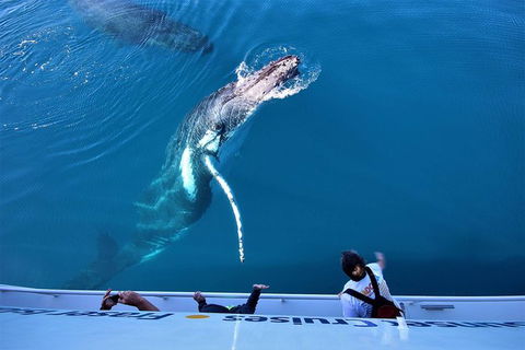 Hervey Bay Whale Watching Experience - Attractions Brisbane 3