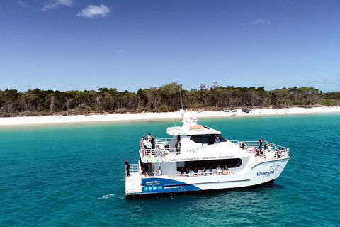 Hervey Bay Whale Watching Experience - Attractions Brisbane 11
