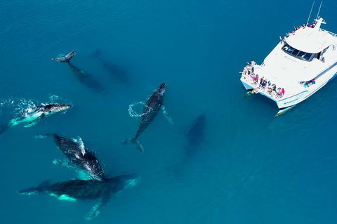 Hervey Bay Whale Watching Experience - Attractions Brisbane 7