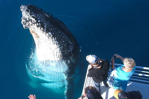 Hervey Bay Whale Watching Experience - Attractions Brisbane 14