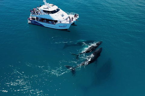 Hervey Bay Whale Watching Experience - Attractions Brisbane 2