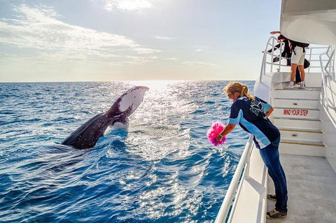 Hervey Bay Whale Watching Experience - Attractions Brisbane 8