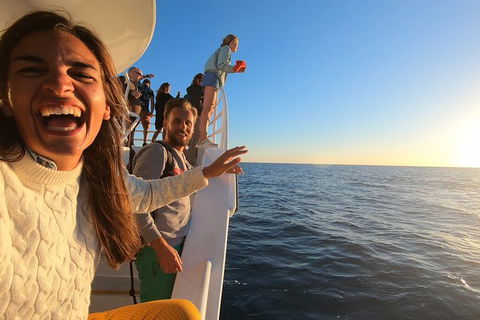 Hervey Bay Whale Watching Experience - Attractions Brisbane 9