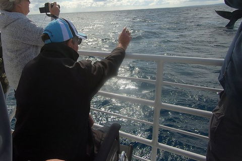 Hervey Bay Whale Watching Experience - Attractions Brisbane 13