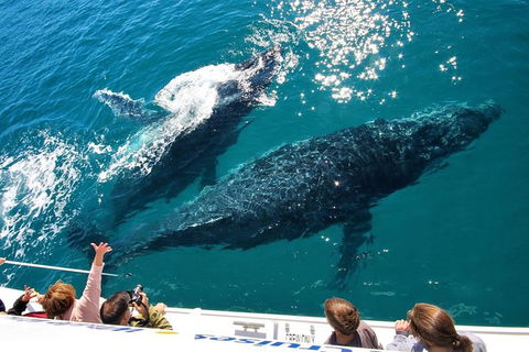 Hervey Bay Whale Watching Experience - Attractions Brisbane 12