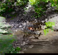 Whitsunday Crocodile Safari including Lunch - Attractions Brisbane