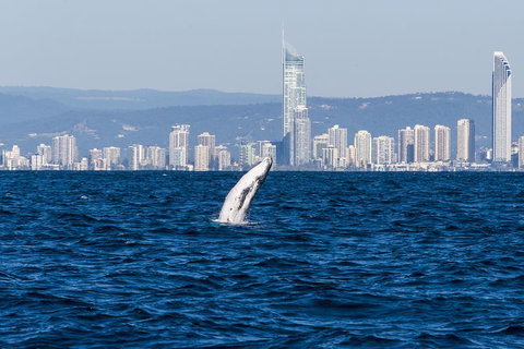 Half-Day Whale Watching And Canal Cruise From Surfers Paradise - Attractions Brisbane 8