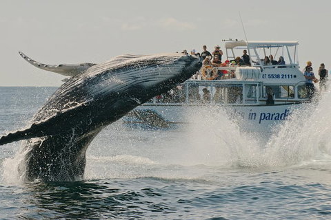Half-Day Whale Watching And Canal Cruise From Surfers Paradise - Attractions Brisbane 3