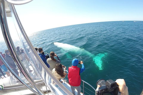 Half-Day Whale Watching And Canal Cruise From Surfers Paradise - Attractions Brisbane 6