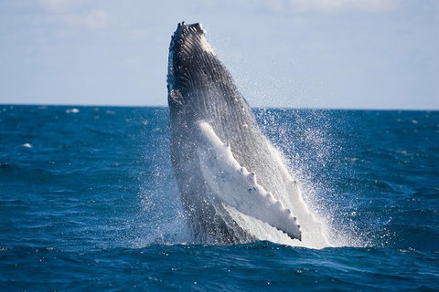 Half-Day Whale Watching And Canal Cruise From Surfers Paradise - Attractions Brisbane 5