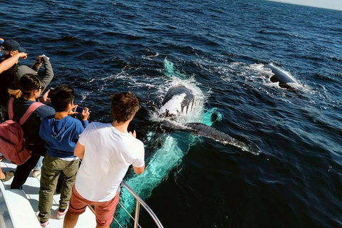 Half-Day Whale Watching And Canal Cruise From Surfers Paradise - Attractions Brisbane 2