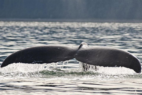 Half-Day Whale Watching And Canal Cruise From Surfers Paradise - Attractions Brisbane 7