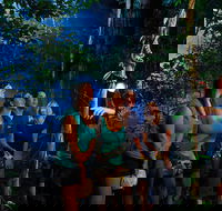 Daintree Rainforest Night Walk from Cape Tribulation - Attractions Brisbane