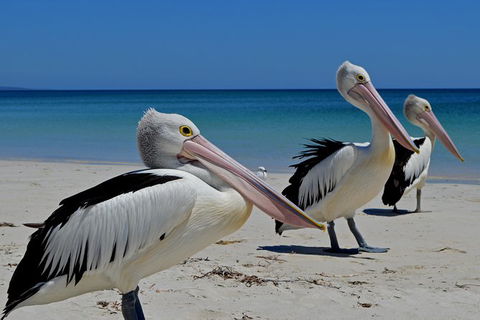 Great Sandy Marine Park Turtle Discovery And Cultural Eco Tour - Attractions Brisbane 4