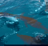 Fraser Island  Dolphin Sailing Adventure - Attractions Brisbane