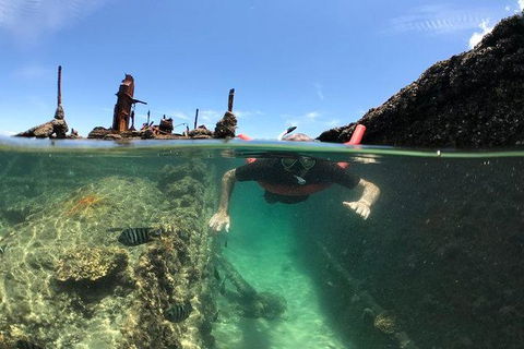 Eco Marine Safari - Boom Netting & Snorkeling Moreton Island - Fortitude Valley - Attractions Brisbane 12