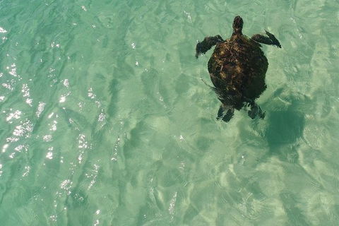 Eco Marine Safari - Boom Netting & Snorkeling Moreton Island - Fortitude Valley - Attractions Brisbane 5