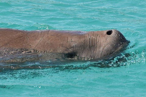 Eco Marine Safari - Boom Netting & Snorkeling Moreton Island - Fortitude Valley - Attractions Brisbane 7