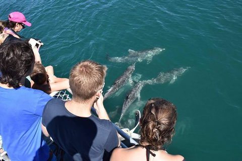 Eco Marine Safari - Boom Netting & Snorkeling Moreton Island - Fortitude Valley - Attractions Brisbane 4