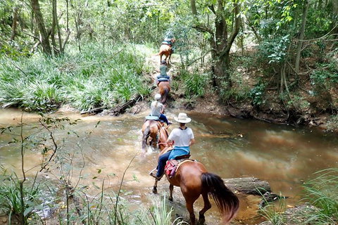 Country Day Ride From Mt Goomboorian With Rainbow Beach Horse Rides - Attractions Brisbane 1