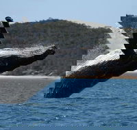 Hervey Bay Ultimate Whale Watching Cruise - Attractions Brisbane