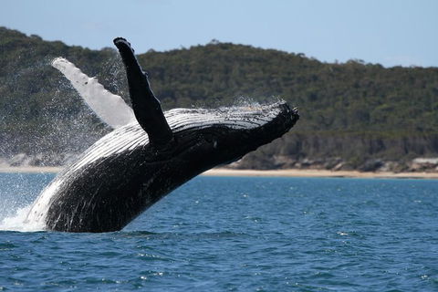 Hervey Bay Ultimate Whale Watching Cruise - Attractions Brisbane 0
