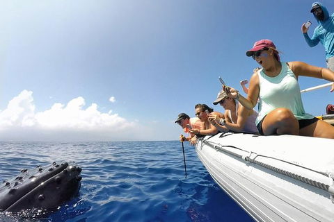 Hervey Bay Ultimate Whale Watching Cruise - Attractions Brisbane 1